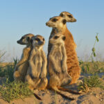 Erdmänner in Stern TV