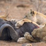 Löwen jagen Büffel